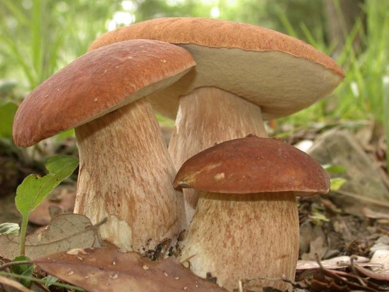 Що таке гриби? Як довго і швидко ростуть Гриби у Природі?